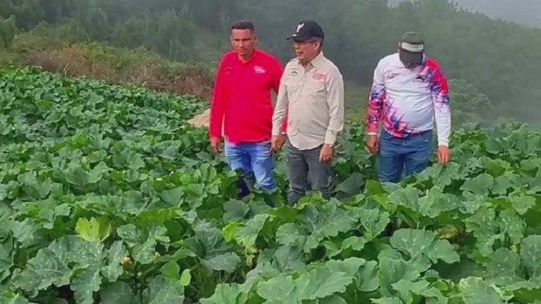 Cnel. José Manuel Suárez Maldonado: Cultivos hermosos como este campo de calabacines en el sector Quebrada de La Virgen +Video